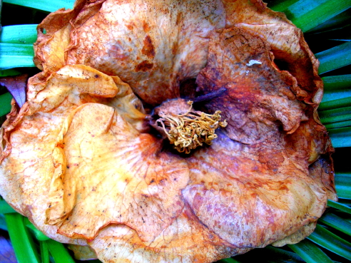 a334_flower Beauty Dying