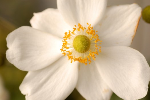 The Two Pennies Flower